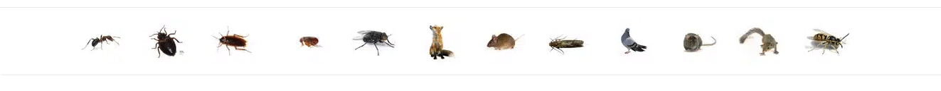 pests slider