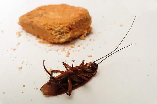 cockroach found by pest inspectors
