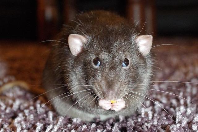 rat in london home