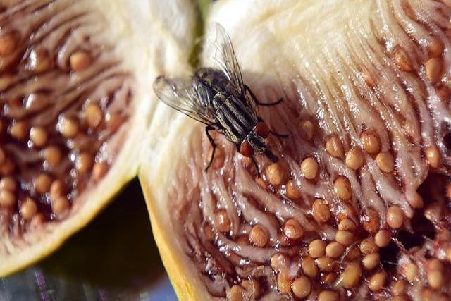 fly on food