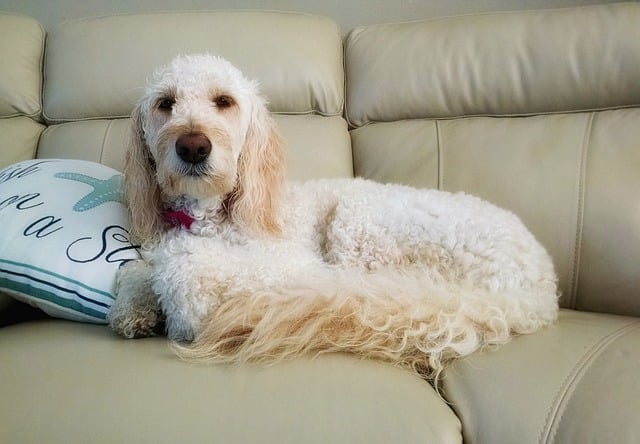 dog on sofa with fleas
