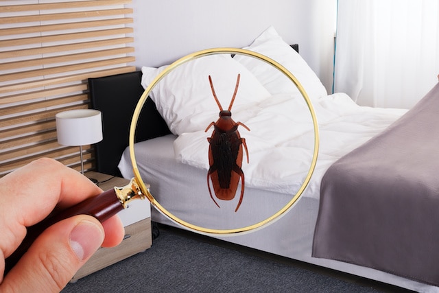 insect control london insect control london