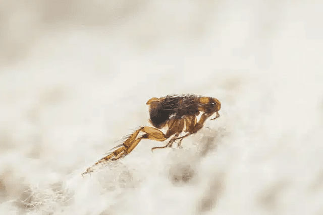 fleas live in pet bedding