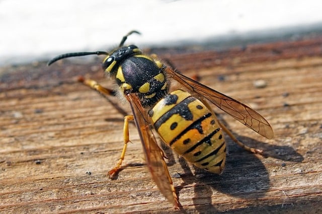 wasp control in london