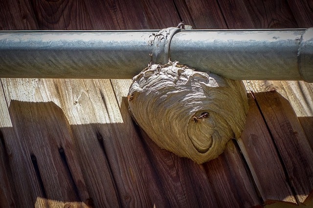 wasps leave their nest